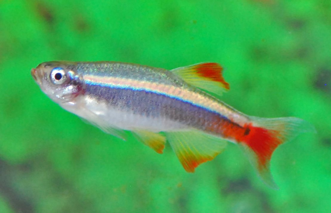 Chinese Danio Red