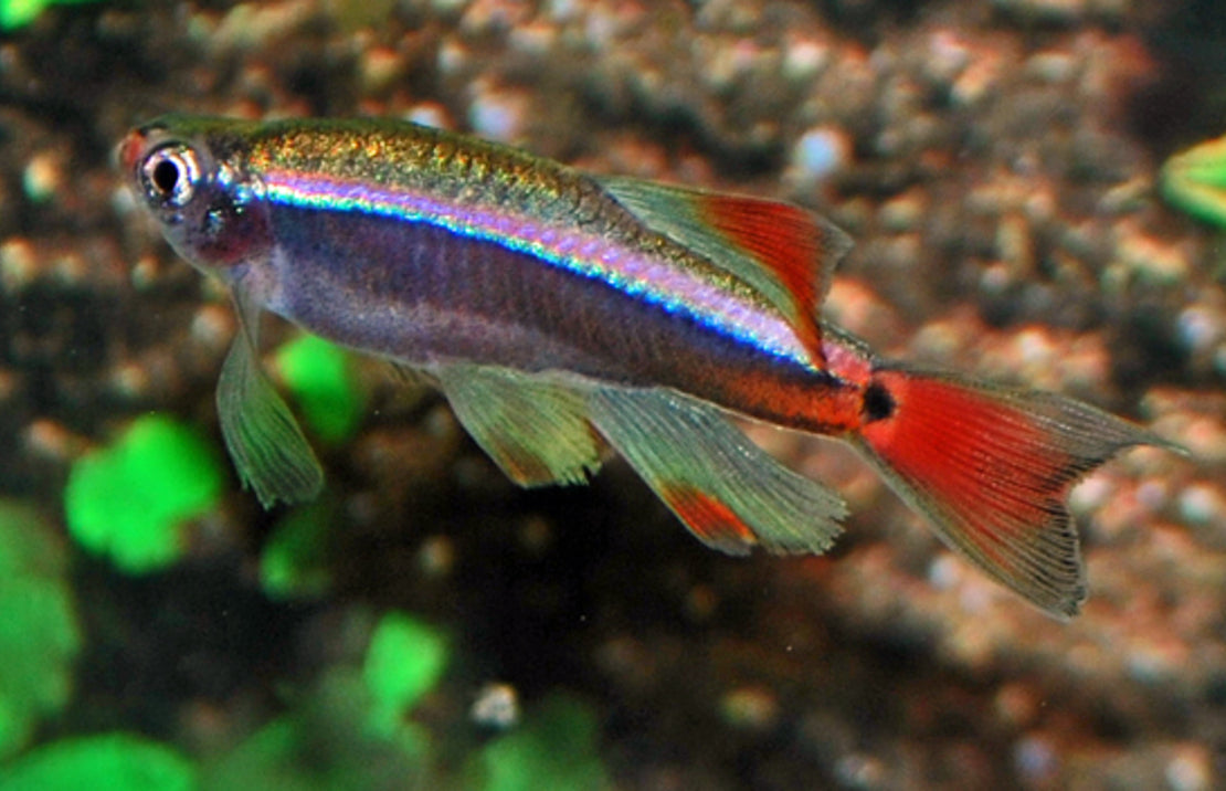 Chinese Danio Sluier