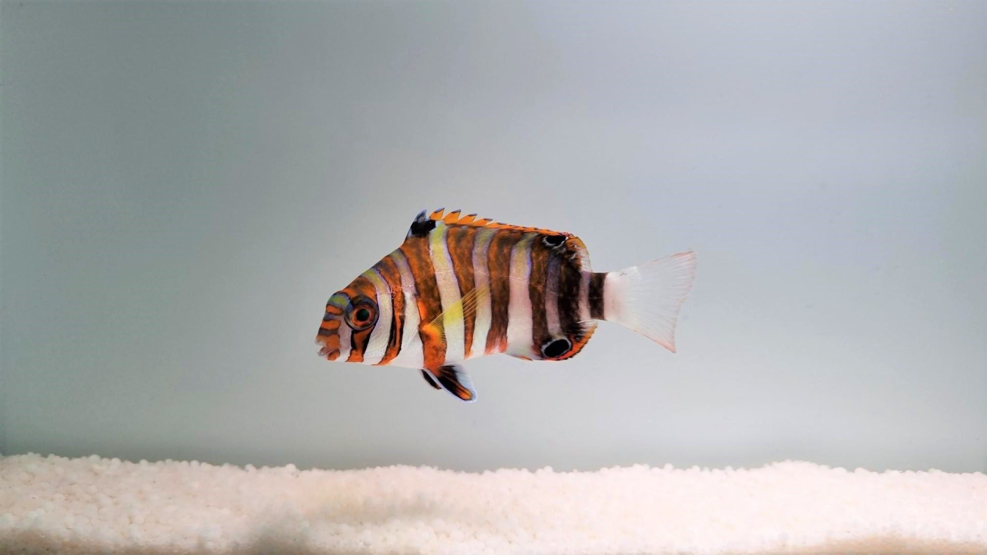 Choerodon fasciatus - Harlekijns Lipvis