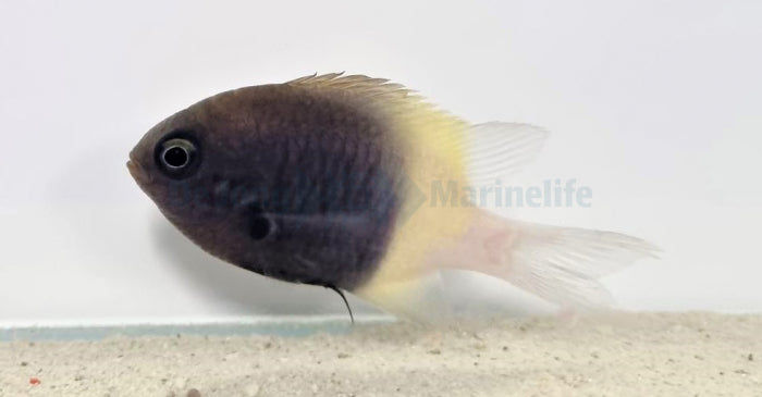 Chromis dimidiata - Chocolatedip chromis