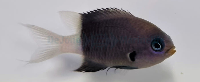 Chromis margaritifer - Bicolor chromis