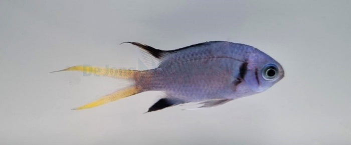 Chromis opercularis - Doublebar chromis