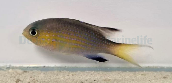 Chromis vanderbilti