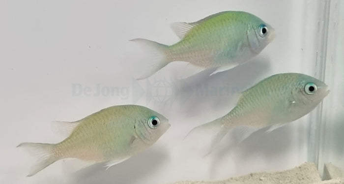 Chromis viridis - Blue green damselfish