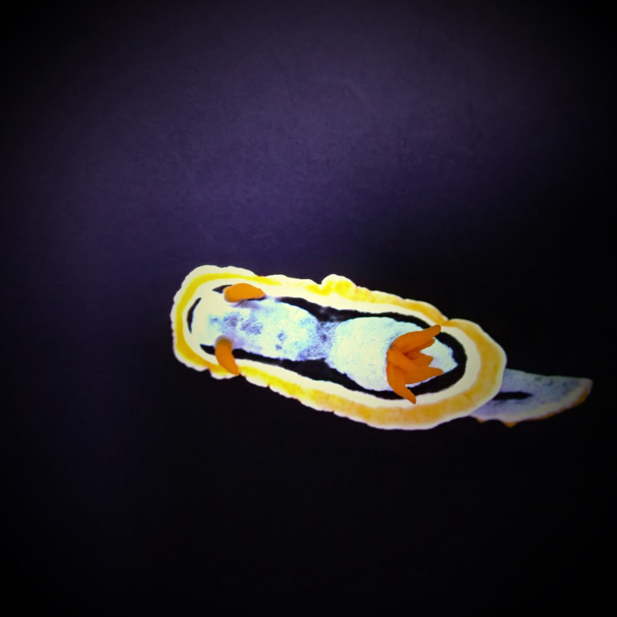 Chromodoris annae - Anna's Chromodoris