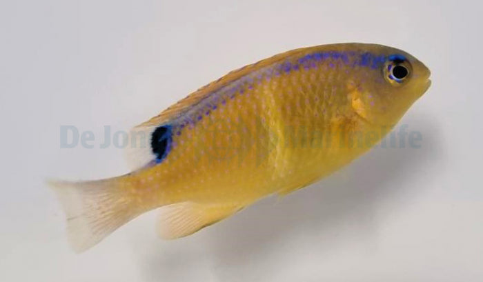 Chrysiptera brownriggii - Surge damselfish