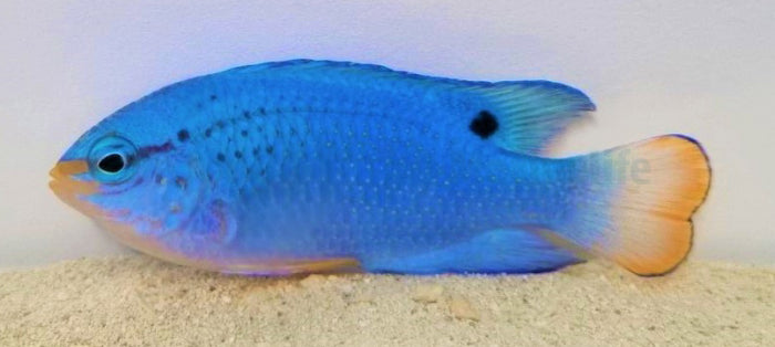 Chrysiptera cyanea (Orange tail) - Sapphire devil