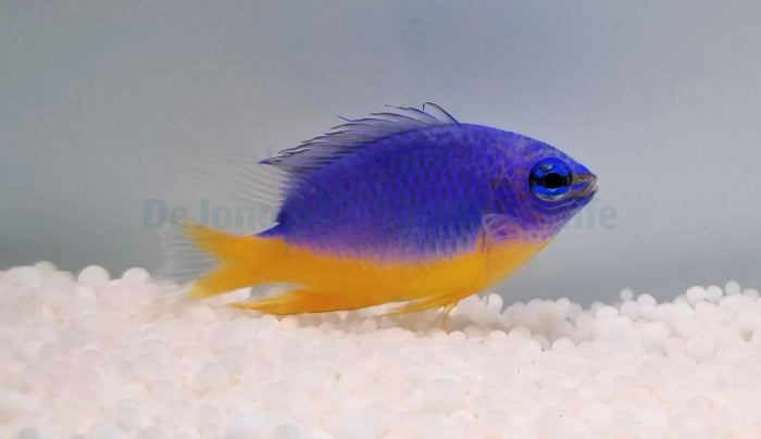 Chrysiptera hemicyanea - Azure demoiselle