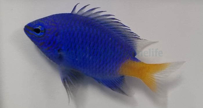 Chrysiptera parasema - Goldtail demoiselle