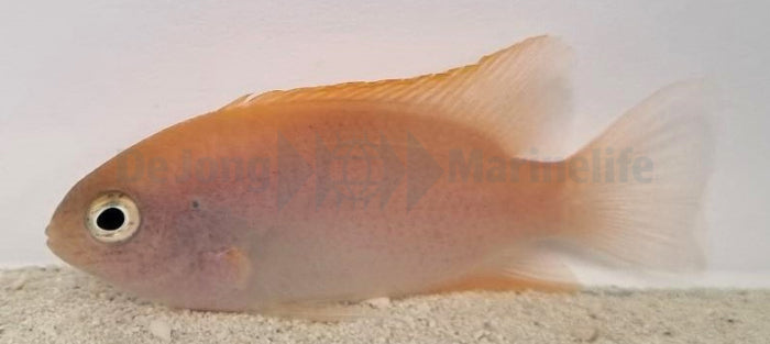 Chrysiptera rex - King demoiselle