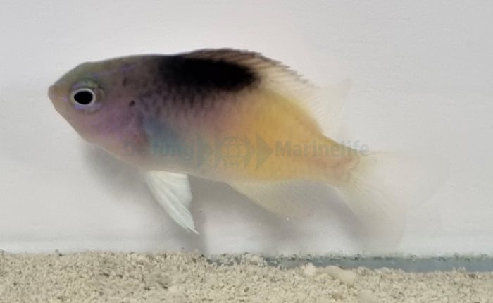 Chrysiptera rollandi - Rolland's demoiselle