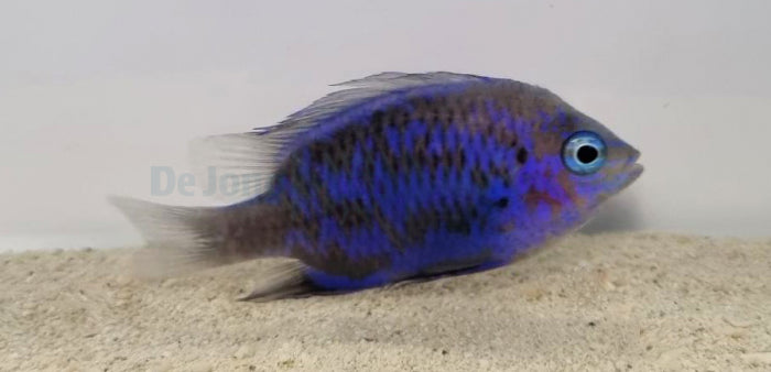 Chrysiptera springeri - Springer's demoiselle