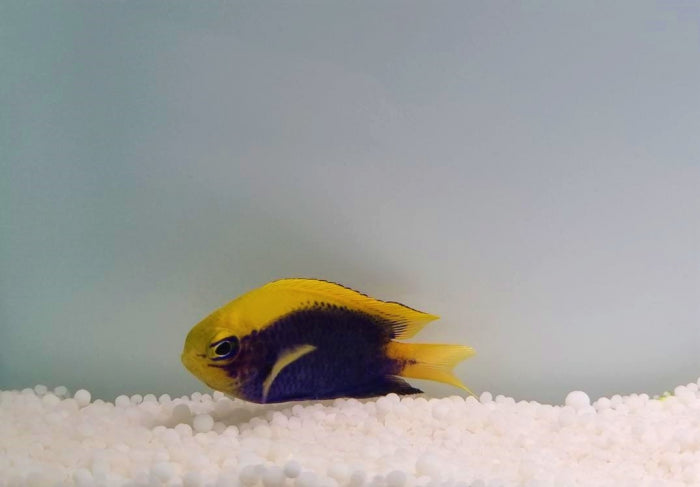 Chrysiptera starcki - Starck's demoiselle