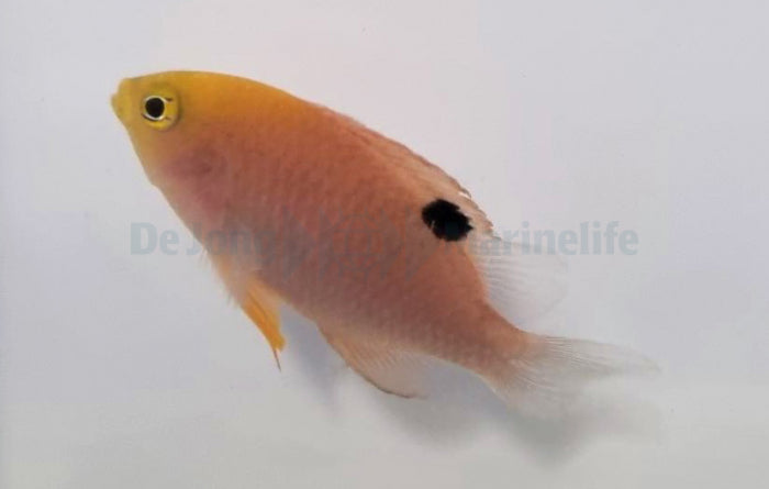 Chrysiptera talboti - Talbot's demoiselle