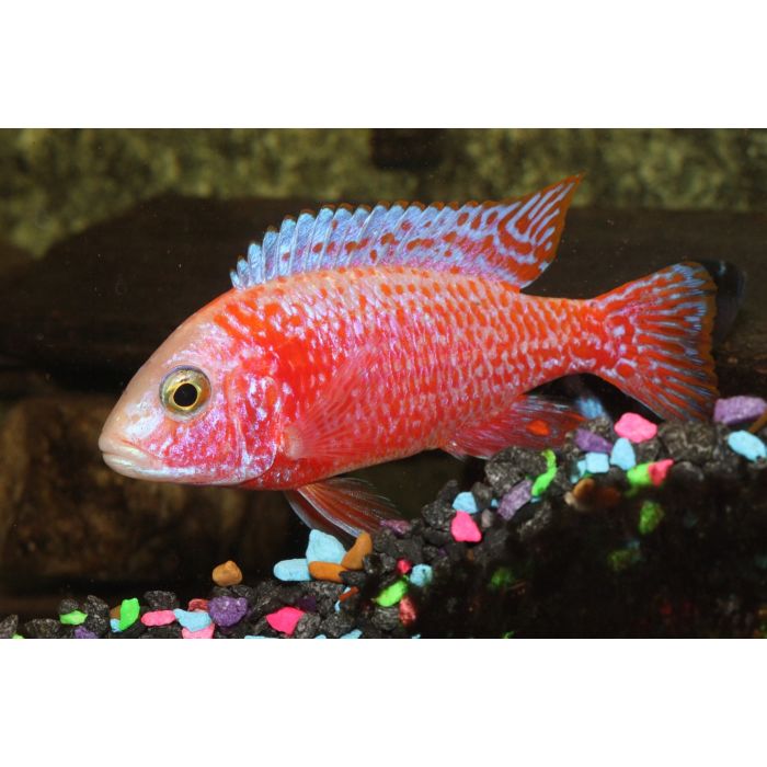 Aulonocara Sp. Strawberry Peacock