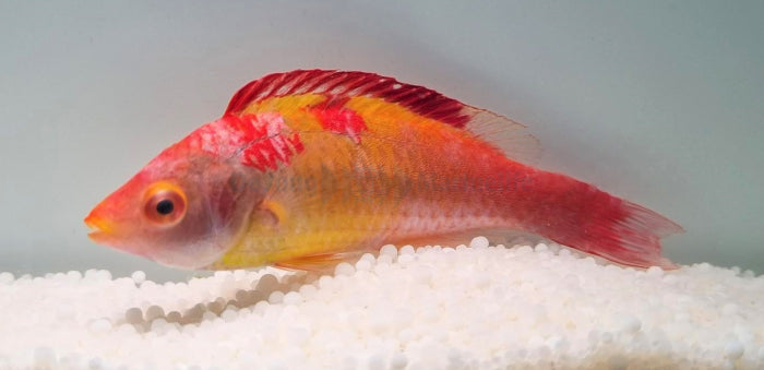 Cirrhilabrus adornatus - Debelius Dwerglipvis