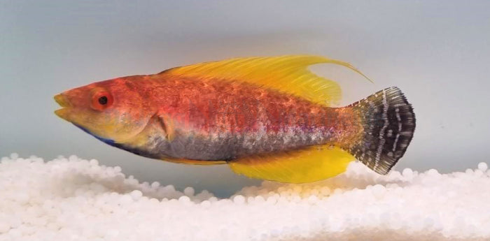 Cirrhilabrus filamentosus - Geelvin Lipvis