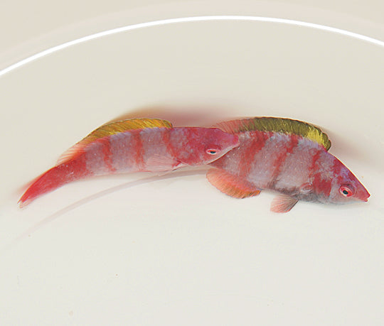 Cirrhilabrus flavidorsalis - Yellowfin Fairy Wrasse