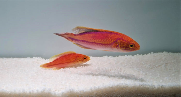 Cirrhilabrus isosceles - Pijlstaart Dwerglipvis