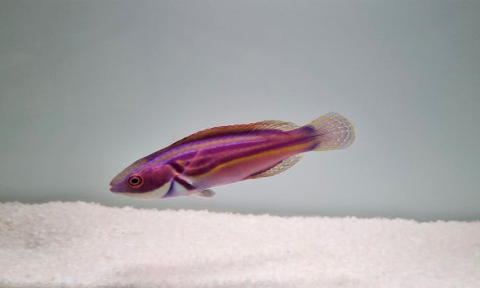 Cirrhilabrus laboutei - Laboutis lipvis