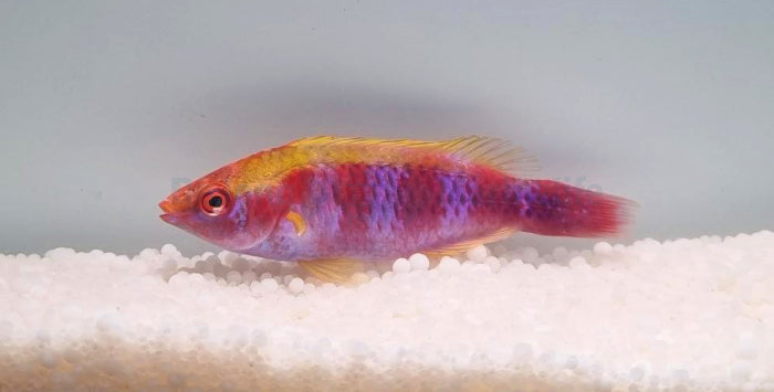 Cirrhilabrus lubbocki - Lubbock's lipvis