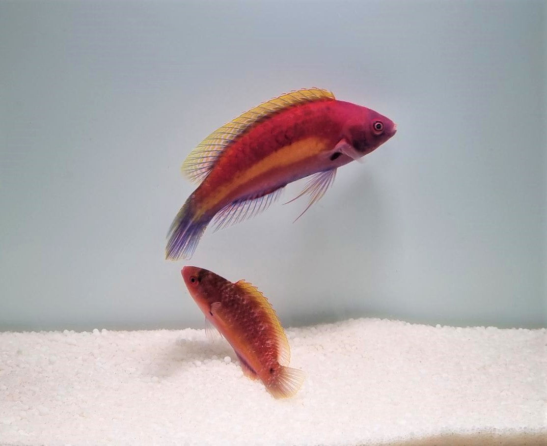 Cirrhilabrus luteovittatus - Geelband Dwerglipvis