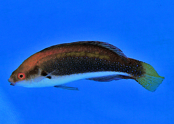 Cirrhilabrus punctatus (Fiji)