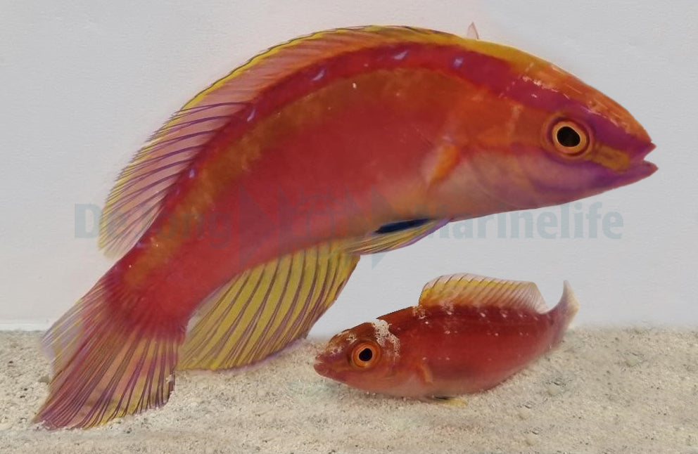 Cirrhilabrus roseafascia - Pink Banded Fairy Wrasse