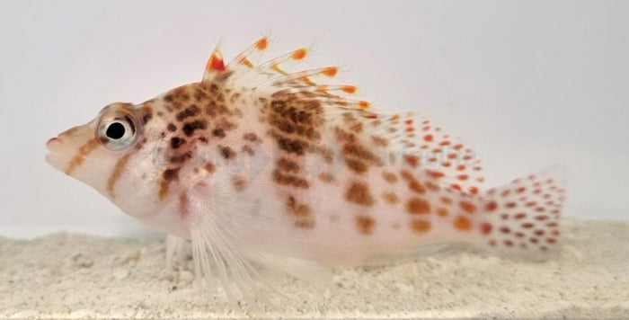 Cirrhitichthys falco - Dwerg Koraalklimmer