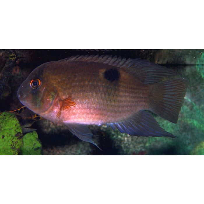 Aequidens / Cleithracara Maronii Sleutelgat Cichlide