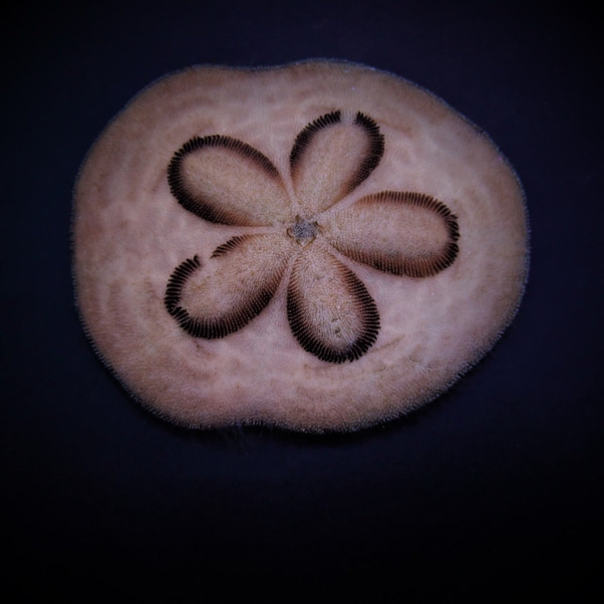 Clypeaster humilis - Sand Dollar