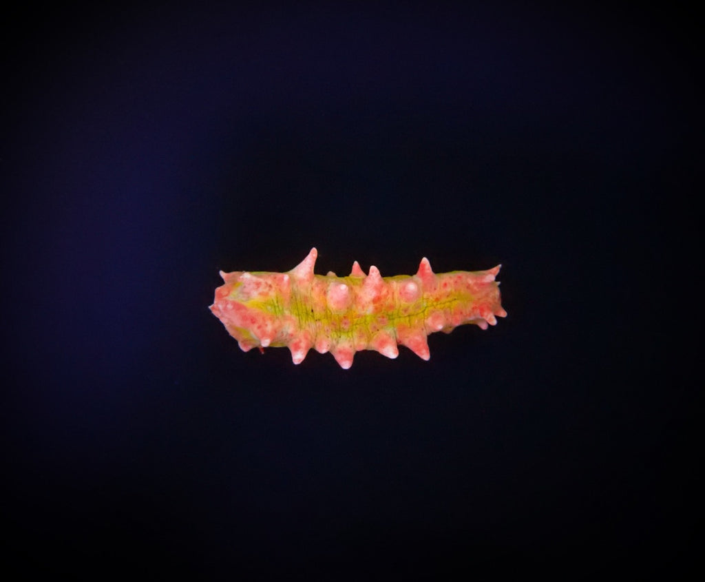 Colochirus crassus - Zeekomkommer