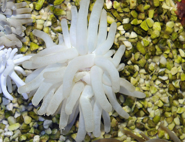 Condylactis gigantea - Giant Sea anemone