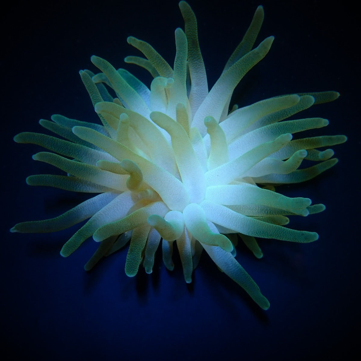 Condylactis gigantea - Giant Sea anemone