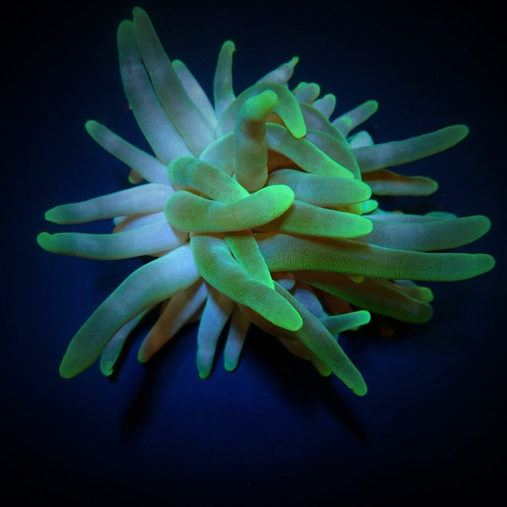 Condylactis gigantea (Groen) - Giant Sea anemone (Groen)