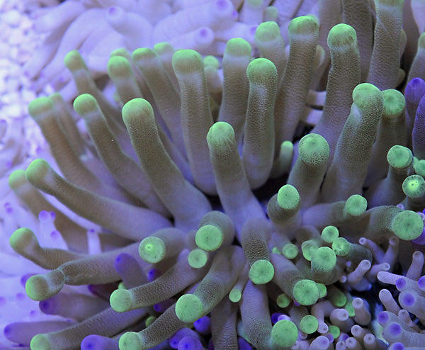 Condylactis gigantea (Grün) – Riesen-Seeanemone (Grün)