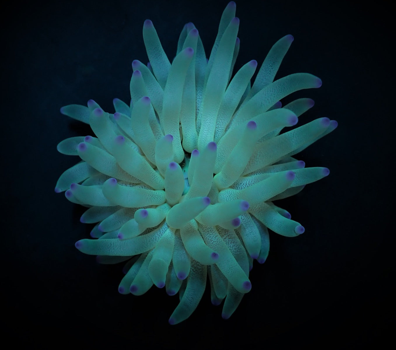 Condylactis gigantea (Pink tip) - Pink tipped Giant Sea anemone