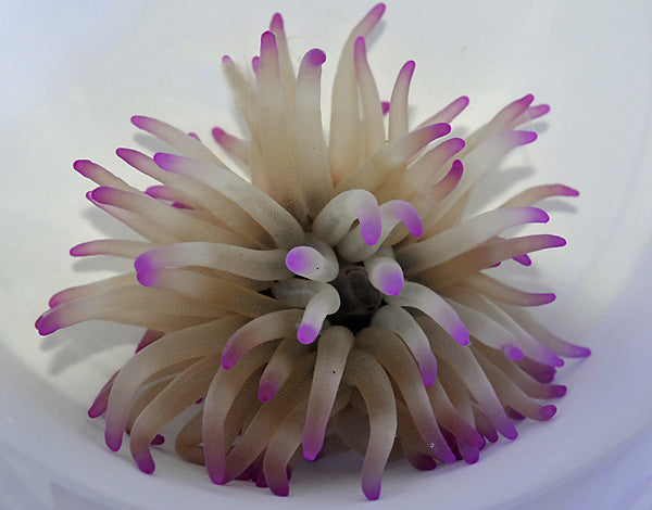 Condylactis gigantea (Pink tip) - Pink tipped Giant Sea anemone