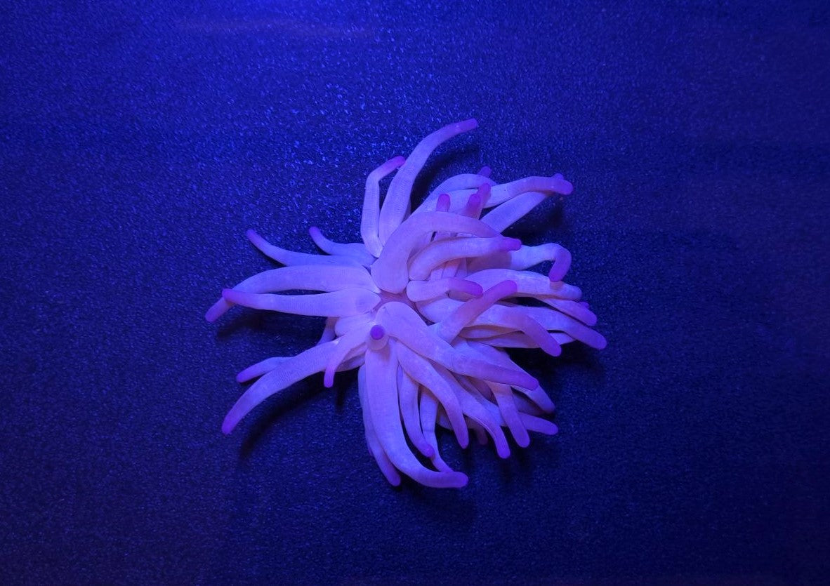 Condylactis gigantea (Paars) - Giant Sea anemone (Paars)