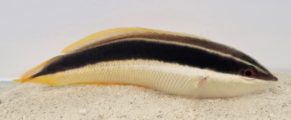 Coris pictoides - Blackstripe Coris Wrasse