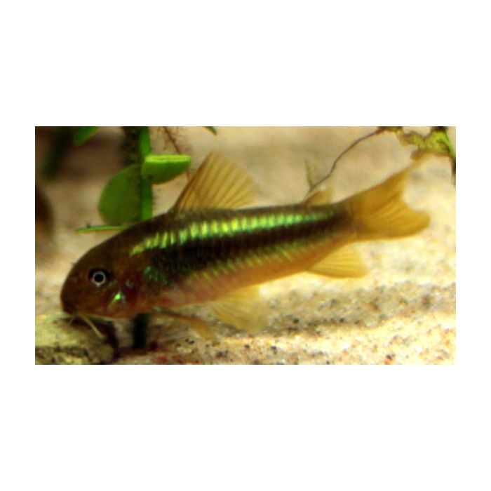 Corydoras Aeneus Peru Green Stripe / Pantsermeerval Peru Green Stripe