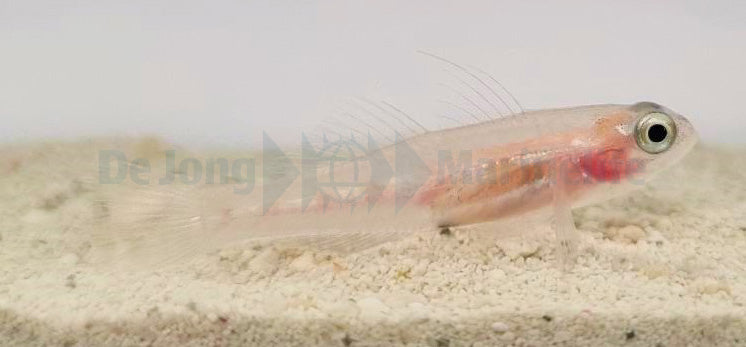 Coryphopterus personatus - Masked goby