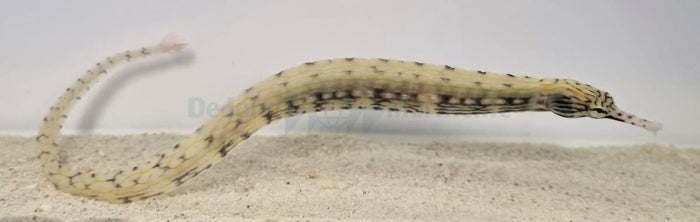 Corythoichthys haematopterus (Maldives)