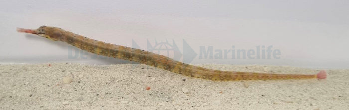 Corythoichthys intestinalis - Gestreepte Zeenaald