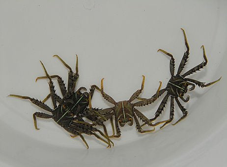 Percnon gibbesi - Sally light foot crab