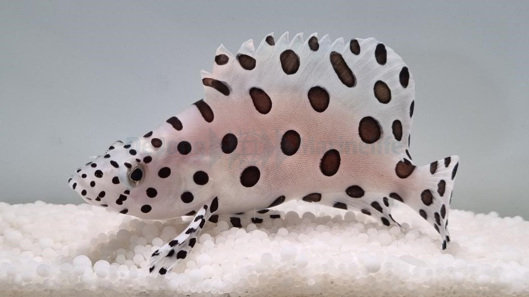 Cromileptes altivelis - Panterbaars