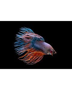 Betta Splendens Crowntail mixed colors