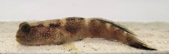 Cryptocentrus fasciatus - Y-bar shrimp goby
