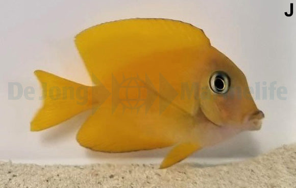 Ctenochaetus truncatus - Goud geringde Borsteltand