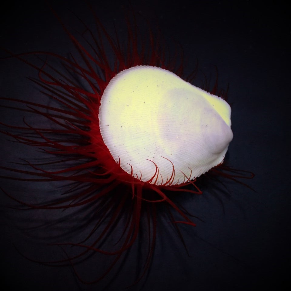 Ctenoides ales - Disco clam